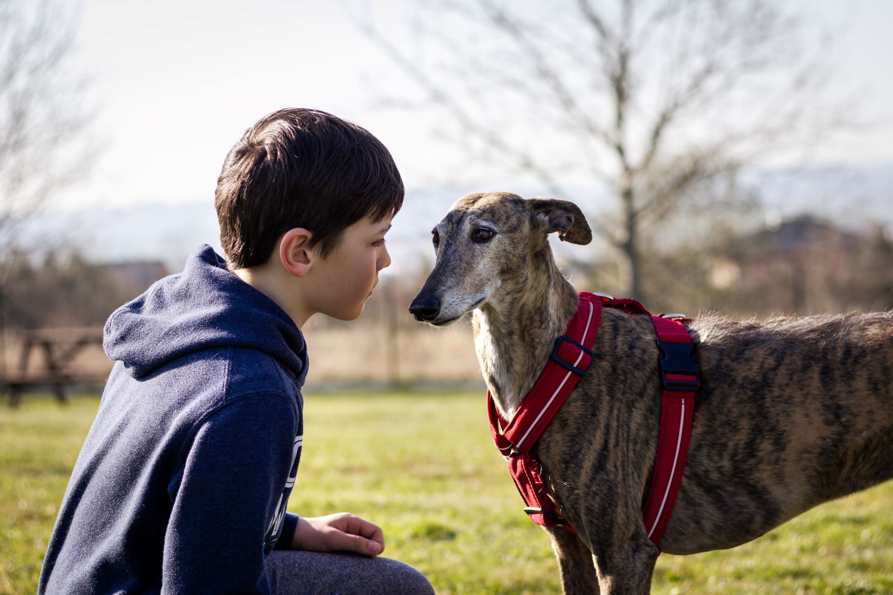 Boy with greyhound