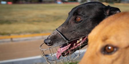 Greyhounds head shot