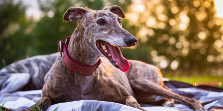 greyhound picnic