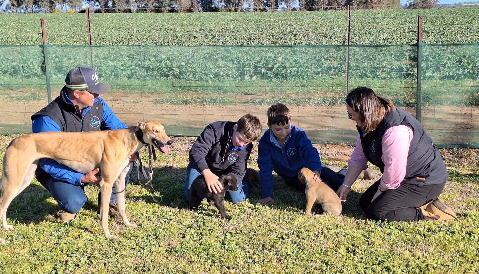 Family with greyhounds #2