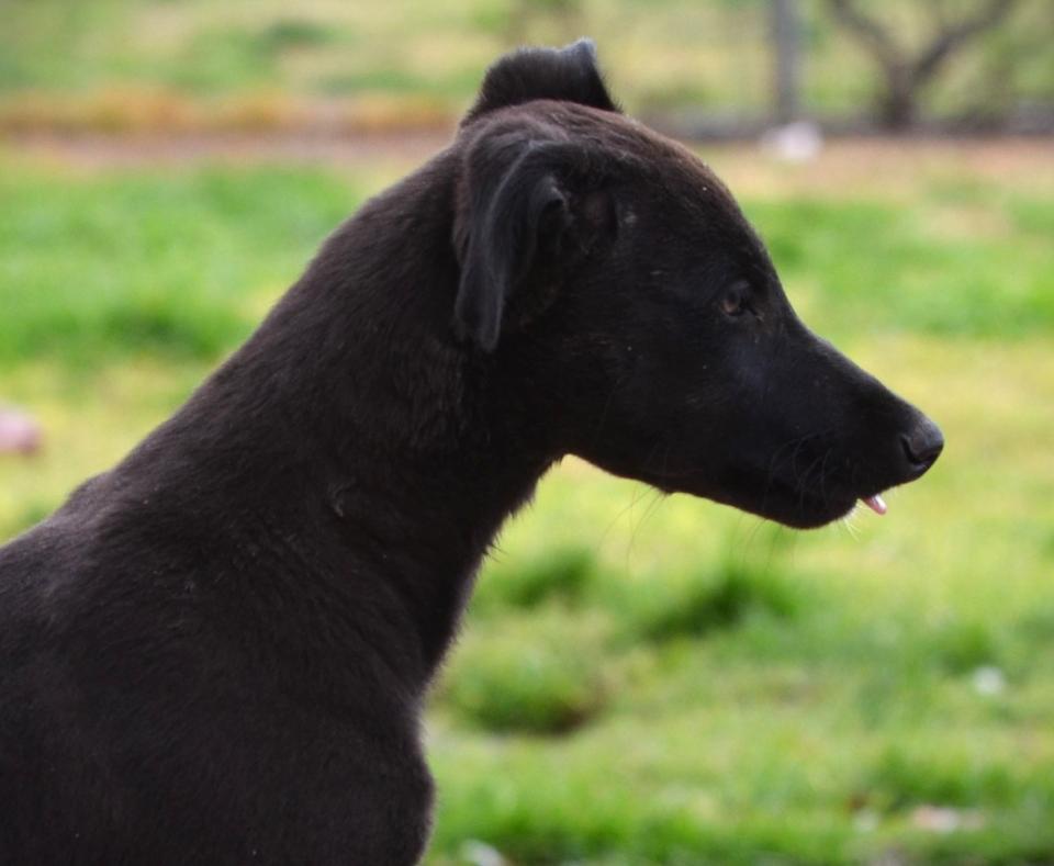 Black Greyhound Pup