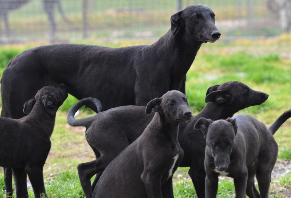 Greyhound and pups