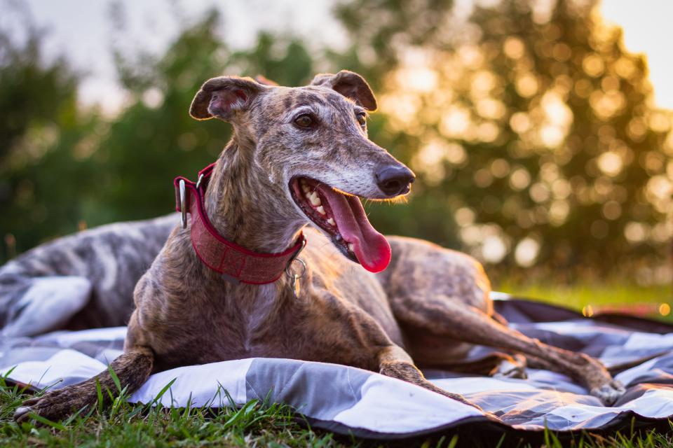 greyhound picnic