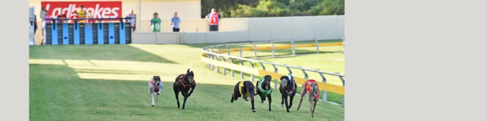 Greyhounds mid race