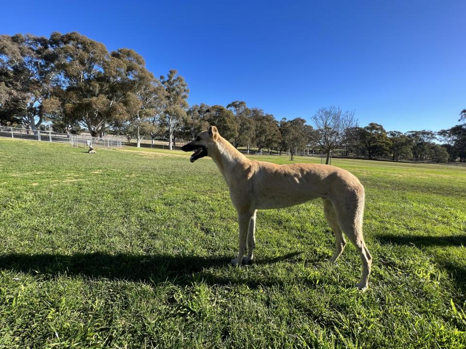 Greyhound standing in a yard