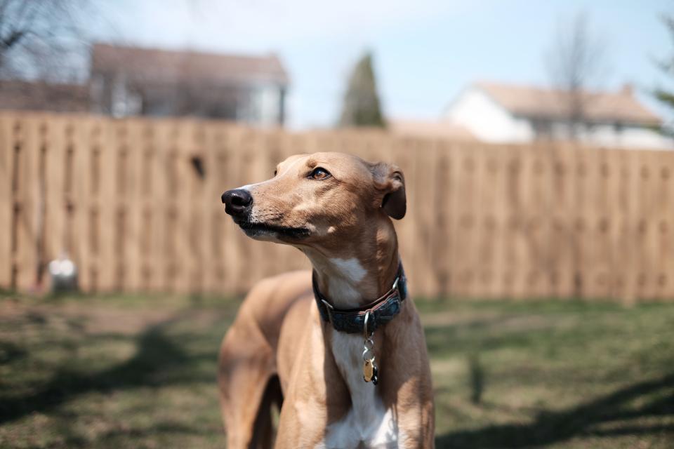 backyard greyhound