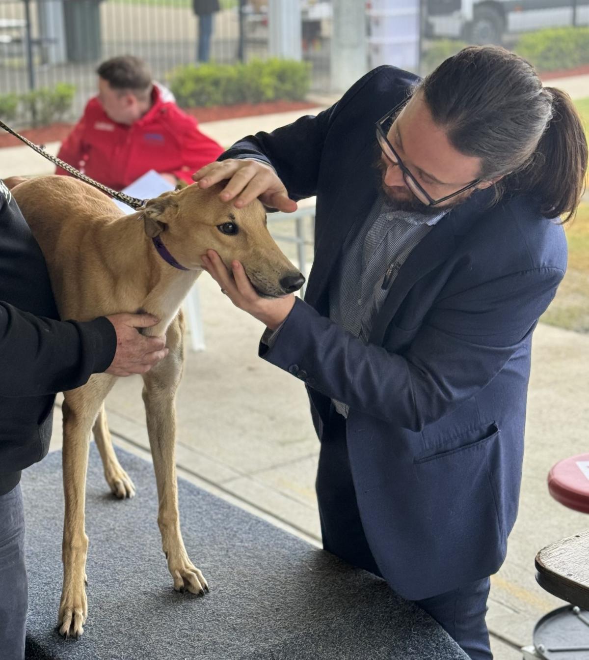 Vet inspecting greyhound