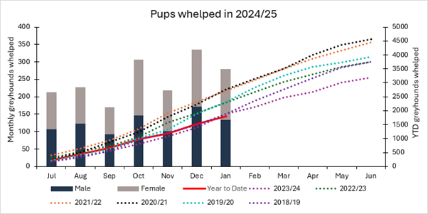 Whelping Graph January 2024